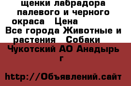 щенки лабрадора палевого и черного окраса › Цена ­ 30 000 - Все города Животные и растения » Собаки   . Чукотский АО,Анадырь г.